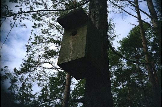fuglekasse